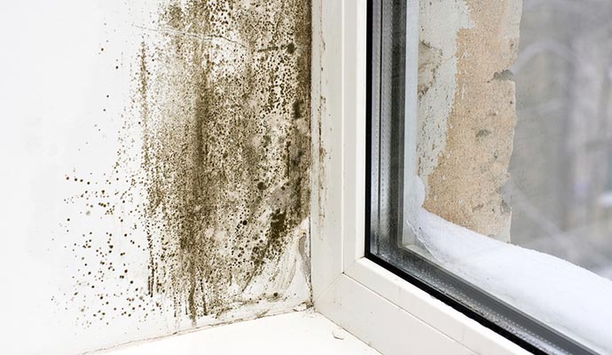 House Mold Growth Signs